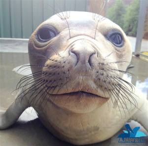 closeup seal