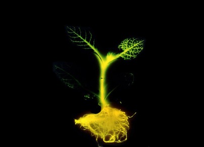 glowing_plant_in_dark